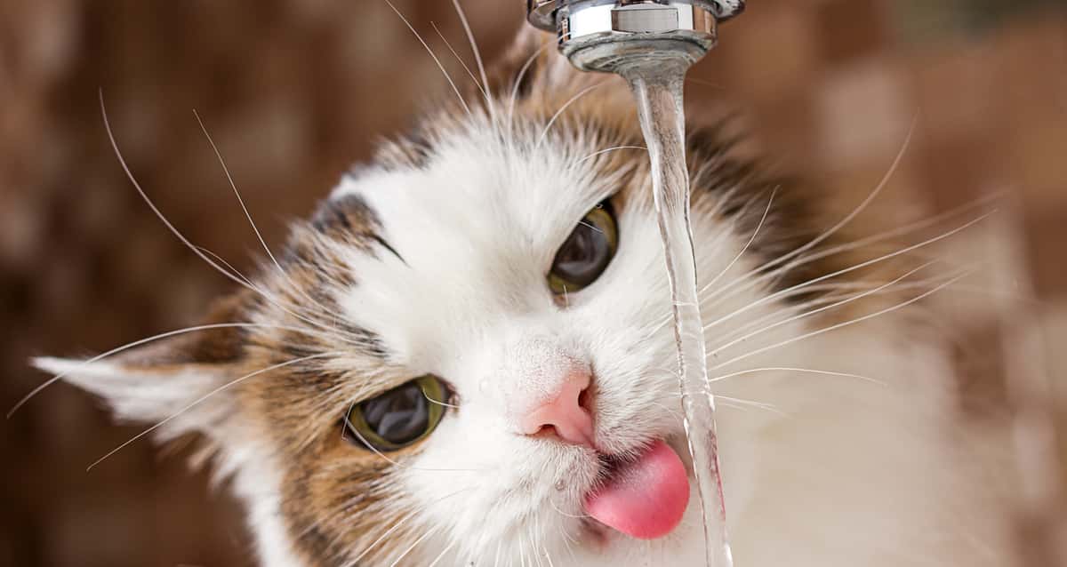 foto: Gato tomado agua